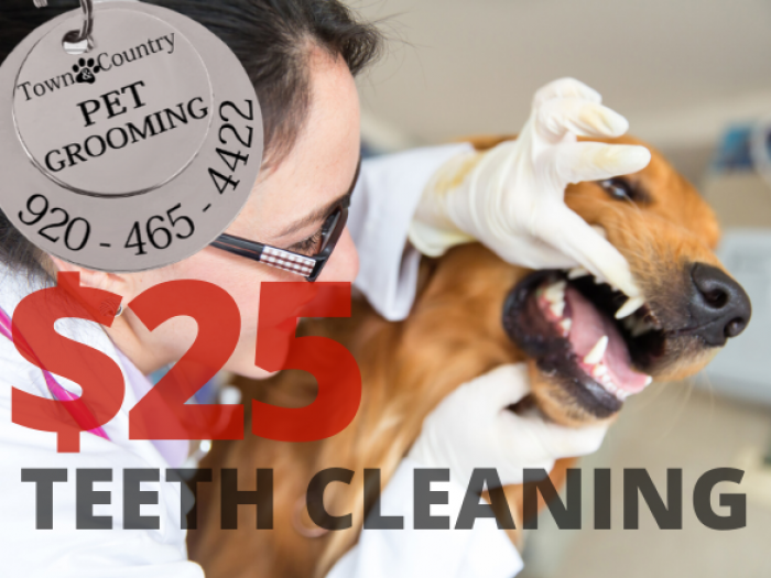 PET TEETH CLEANING