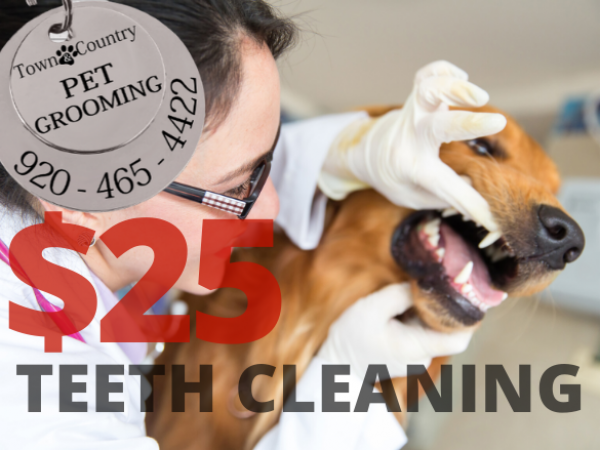 PET TEETH CLEANING